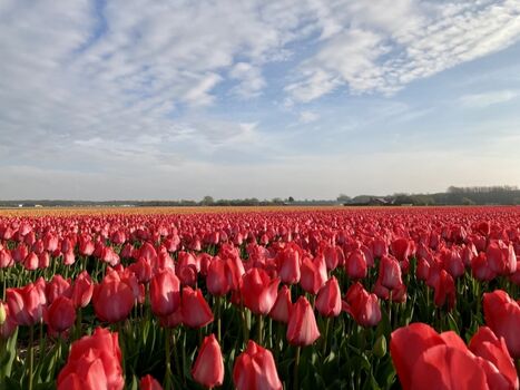 Blumenfelder vor Puik en Duin