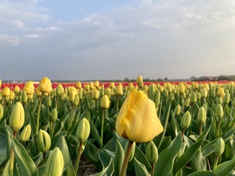 Blumenfelder vor Puik en Duin