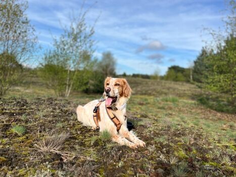 Landschaft beim Reindersmeer
