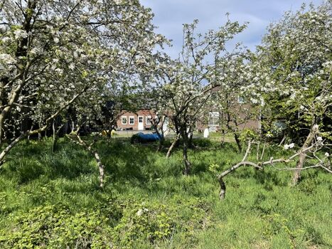 der Obstgarten gehört zur Ferienwohnung.