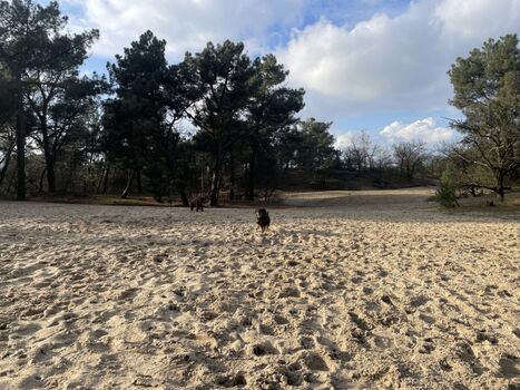 Hundefreilaufgebiet Eendenmeer - unter 10 Minuten mit dem Auto entfernt.