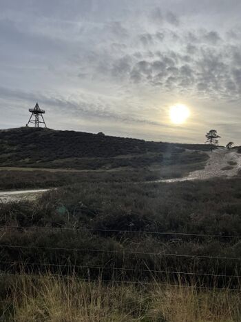 Heide Gebiet im Wald beginnend hinter unserem Haus