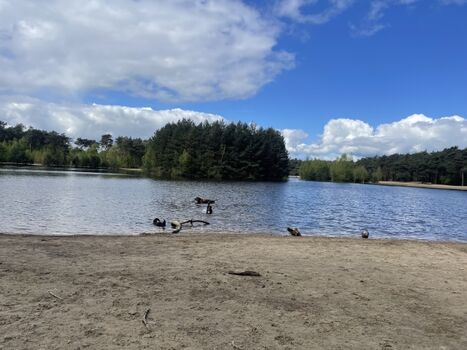 Freilaufgebiet Herper Duin