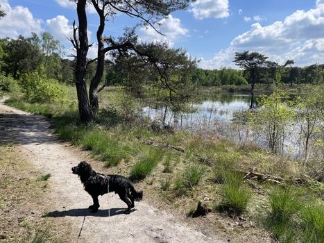 tolle Spaziergehmöglichkeiten beginnen hinter unserem Haus