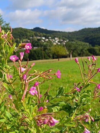 Blick auf den Berg zur Fewo