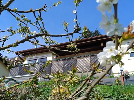 Biogarten mit Obstbäumen, Kräutern