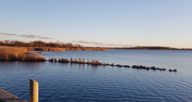 Schilfrand des Wieker Boddens