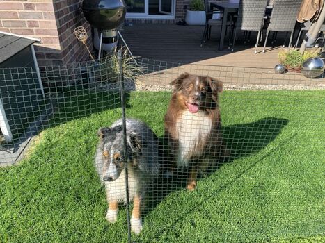 Wir bieten einen mobilen Hundezaun.