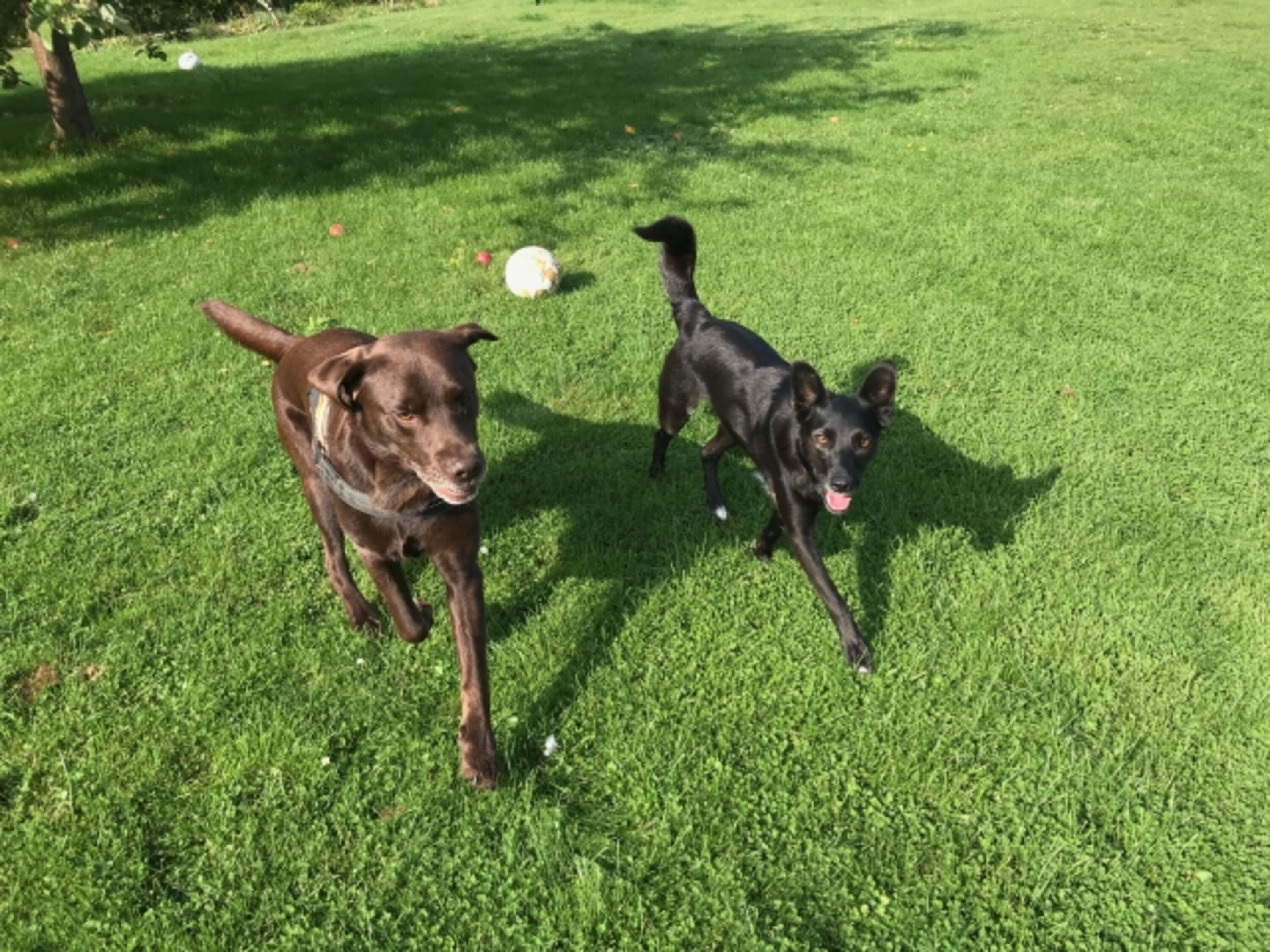 eingezäunte Hundespielwiese
