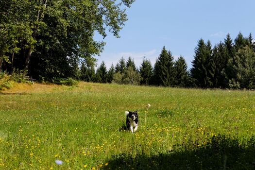 Blumenwiese mit unserer Nele oberhalb des Hauses