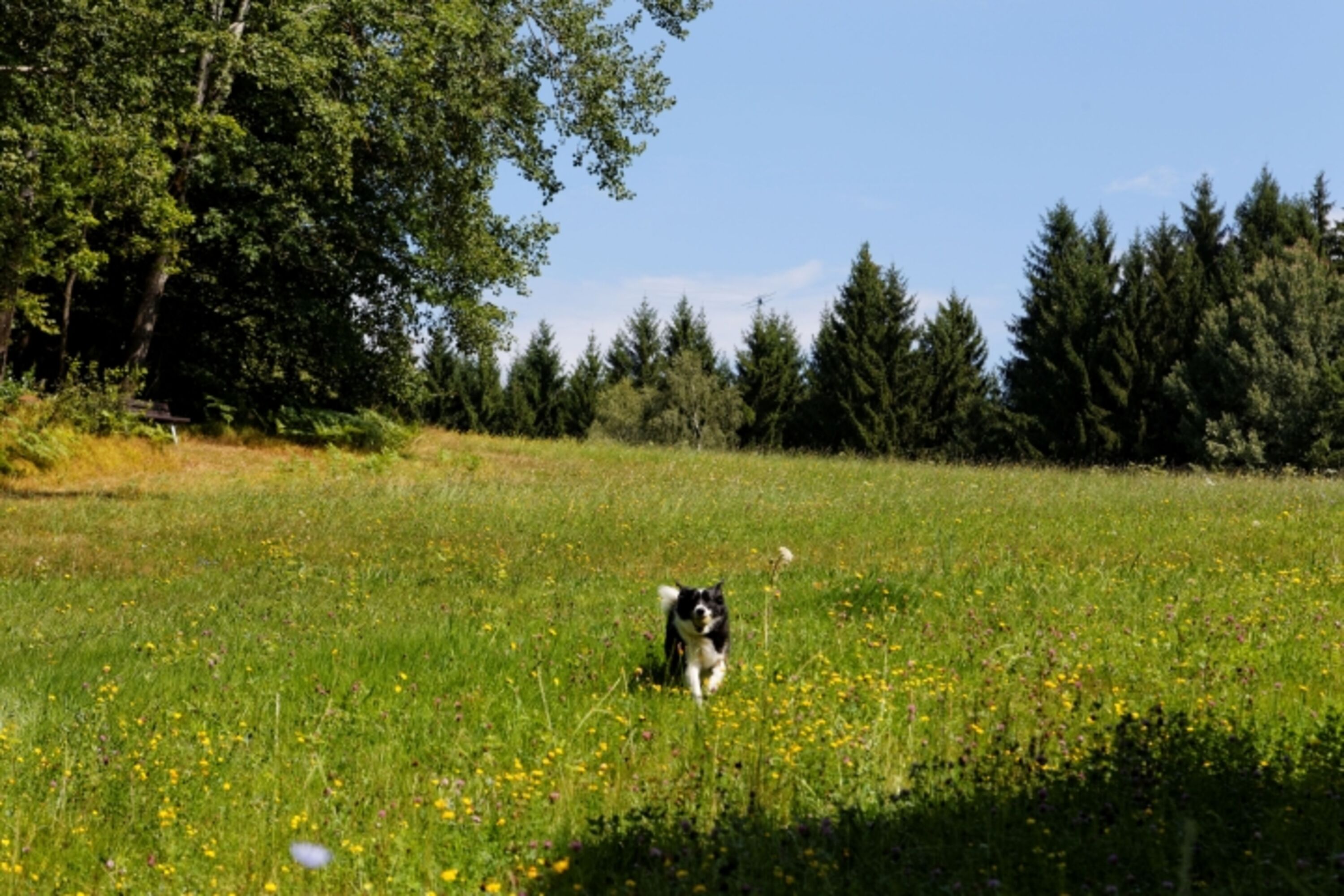 Blumenwiese mit unserer Nele oberhalb des Hauses