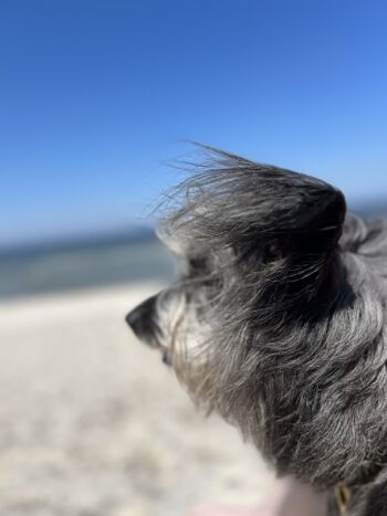 Manchmal weht eine steife Briese