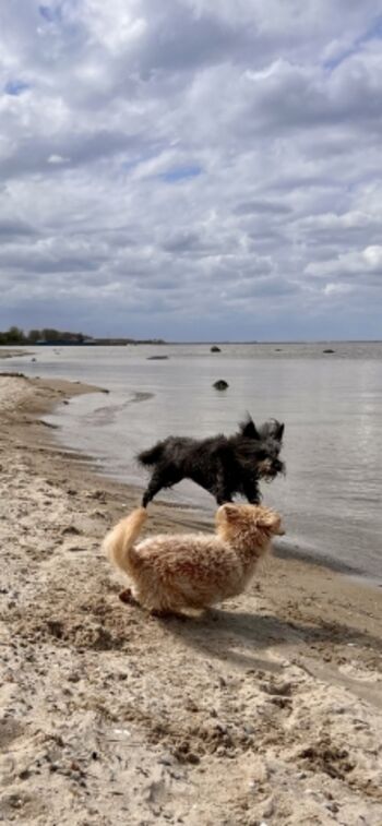Am Hundestrand gibt es immer Spielgefährten