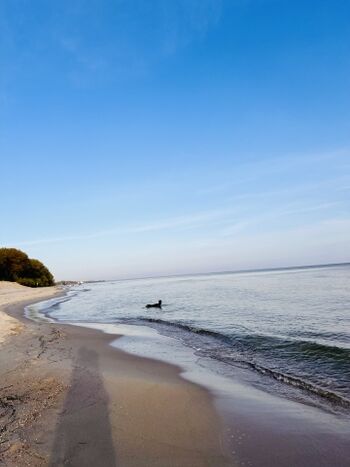 Die Hunde können problemlos baden