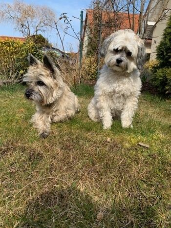 Glückliche Fellnasen