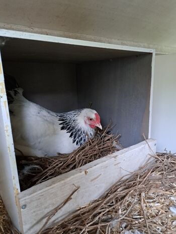 Eier dürfen gern entnommen werden