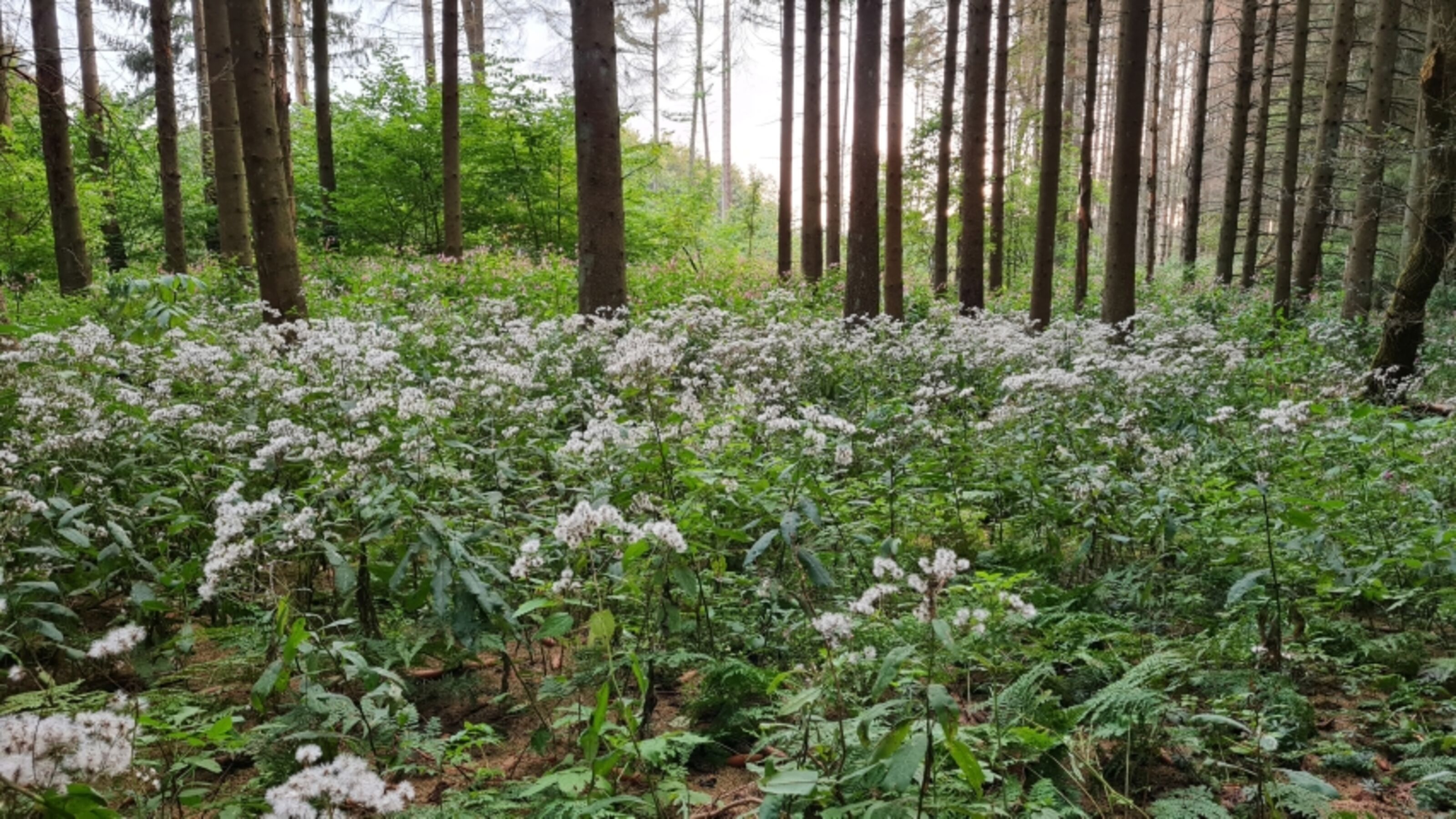 Angrenzender Wald