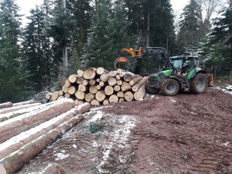 Holzarbeiten im Wald