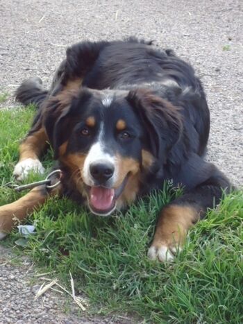 Lotti unser Berner Senne