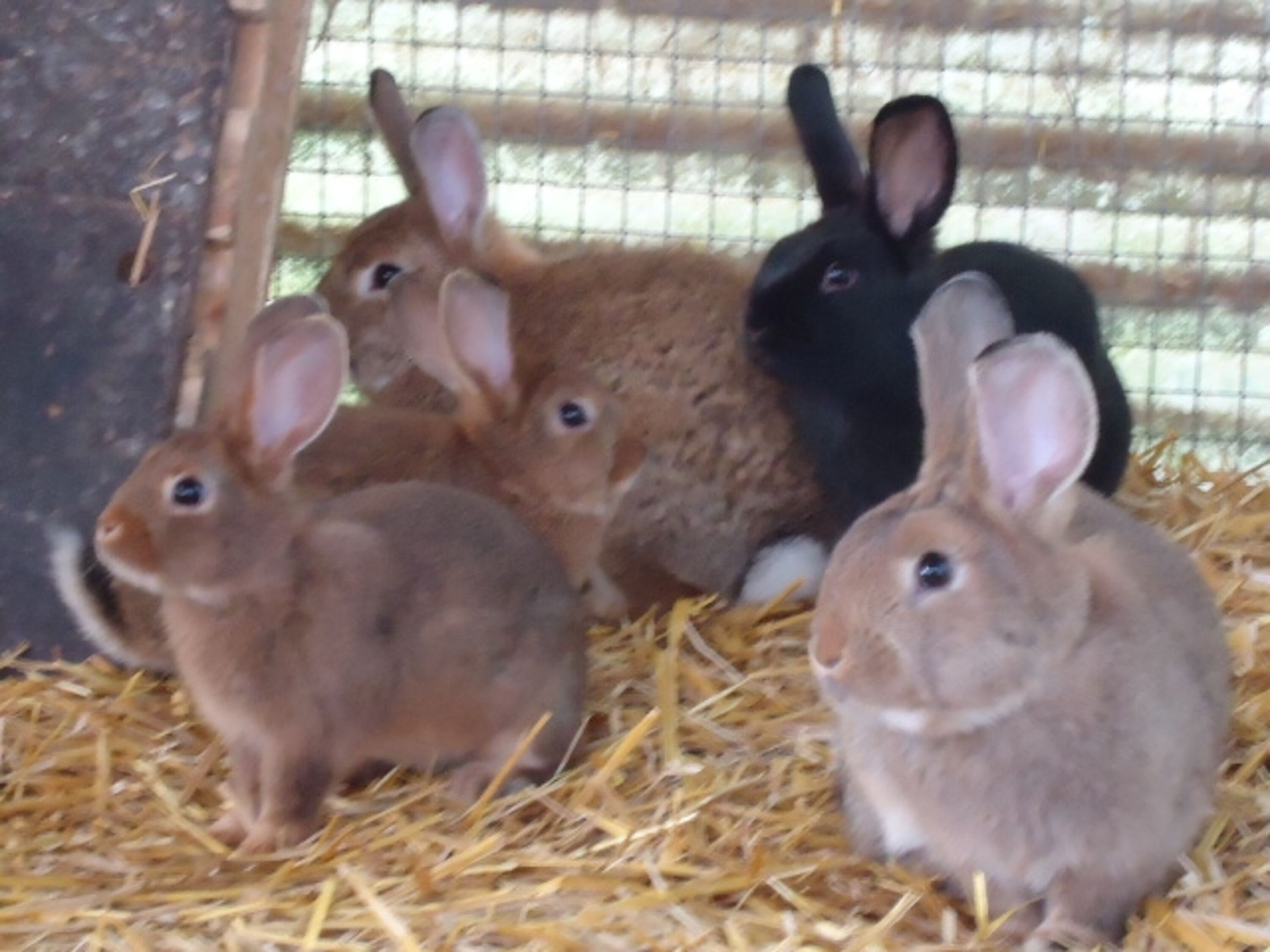 unsere Hasen