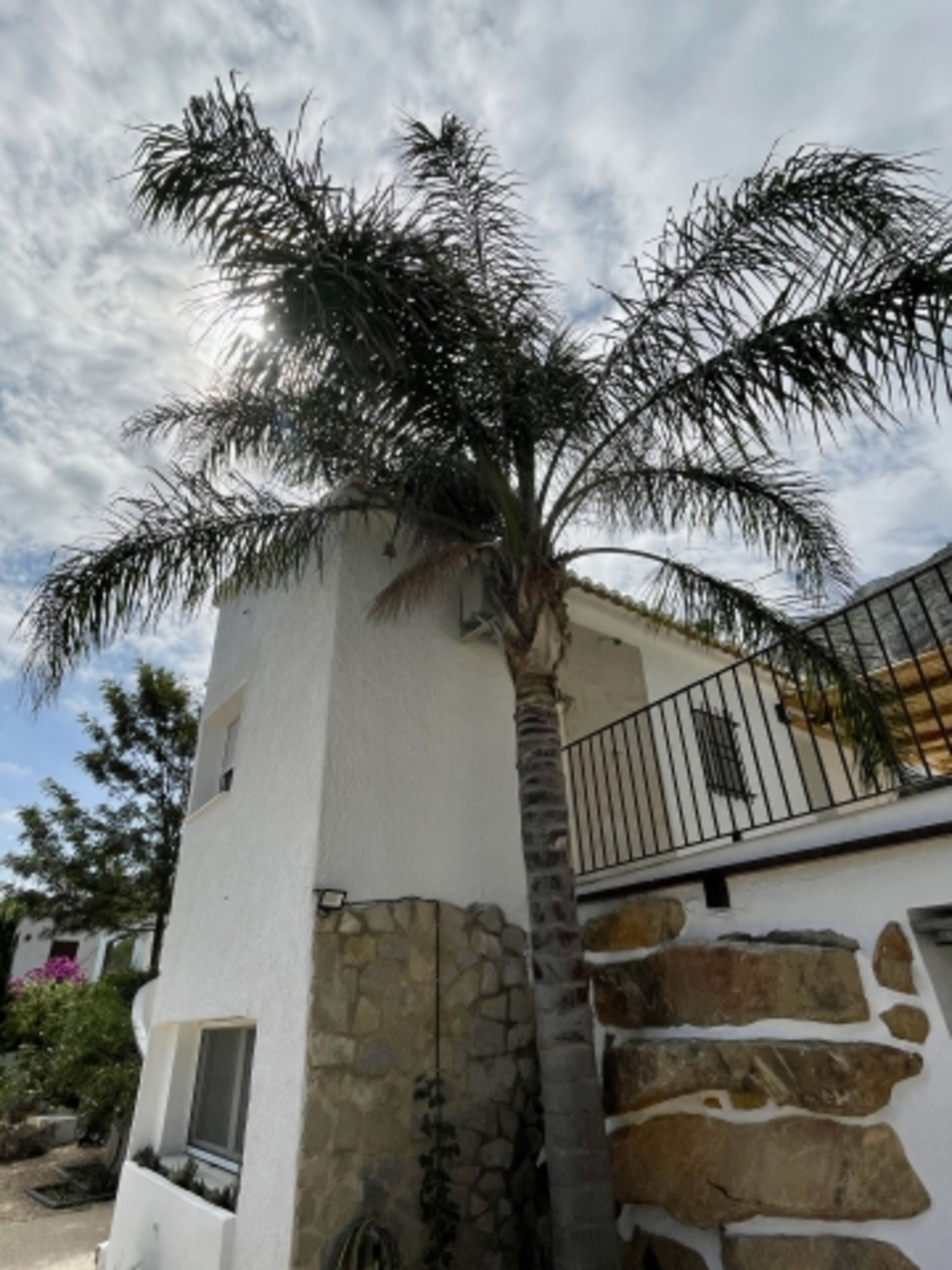 Haus mit Palme
