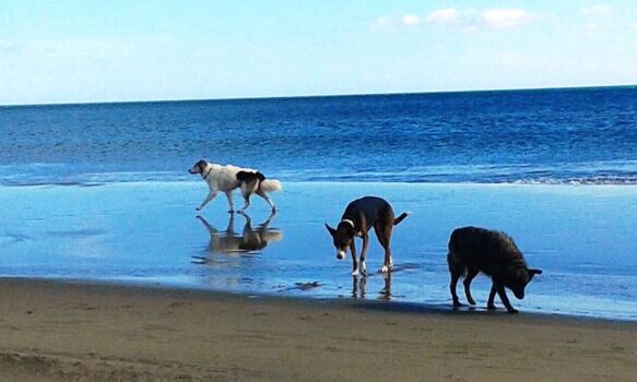 Hundestrand Narbonne-Plage