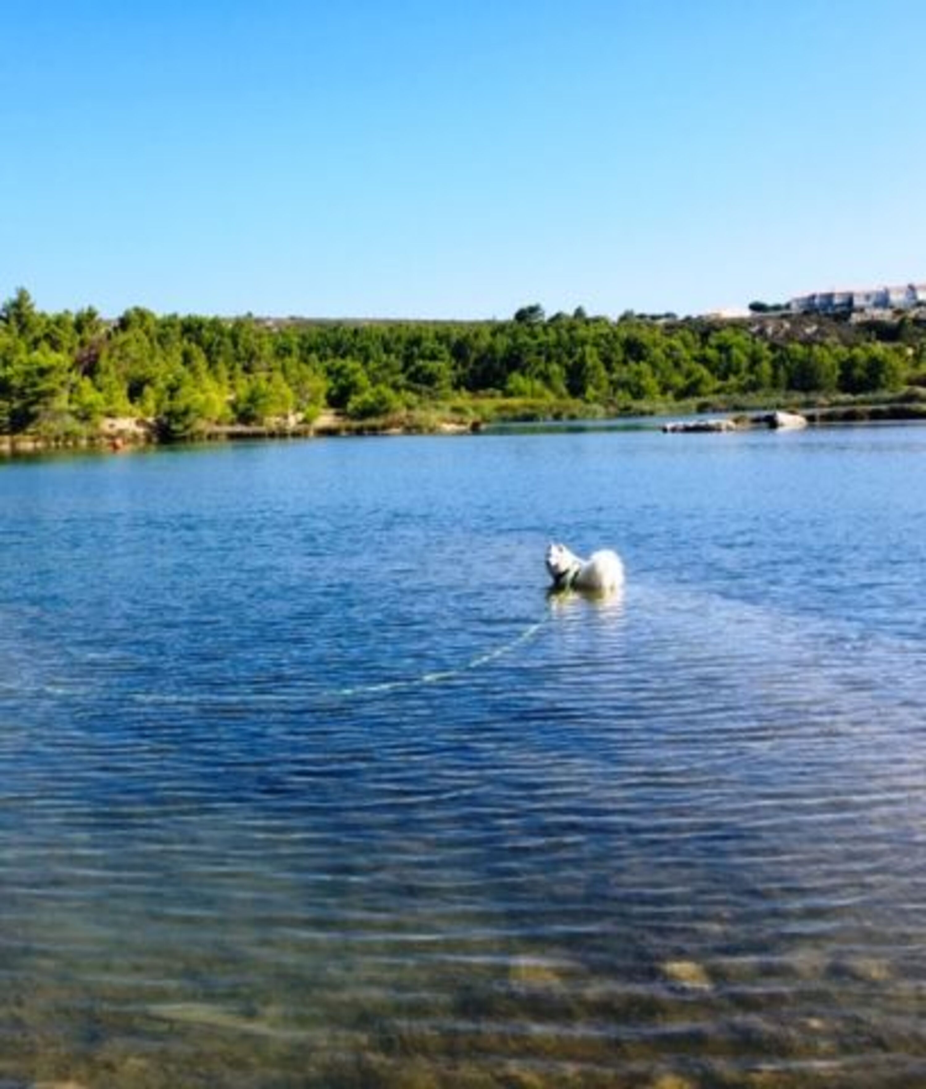 Gasthund im See