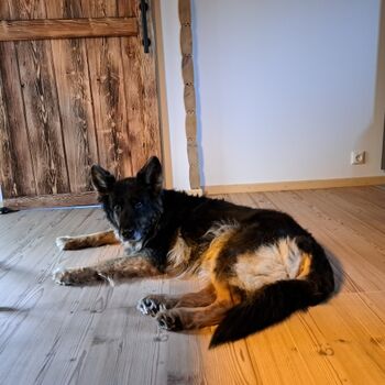 Hund in der Hirschalp