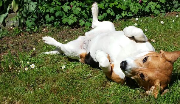 Hunder jherzlich willkommen