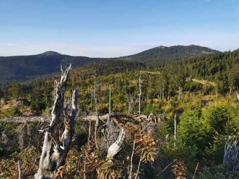 Wanderweg Richtung Arber