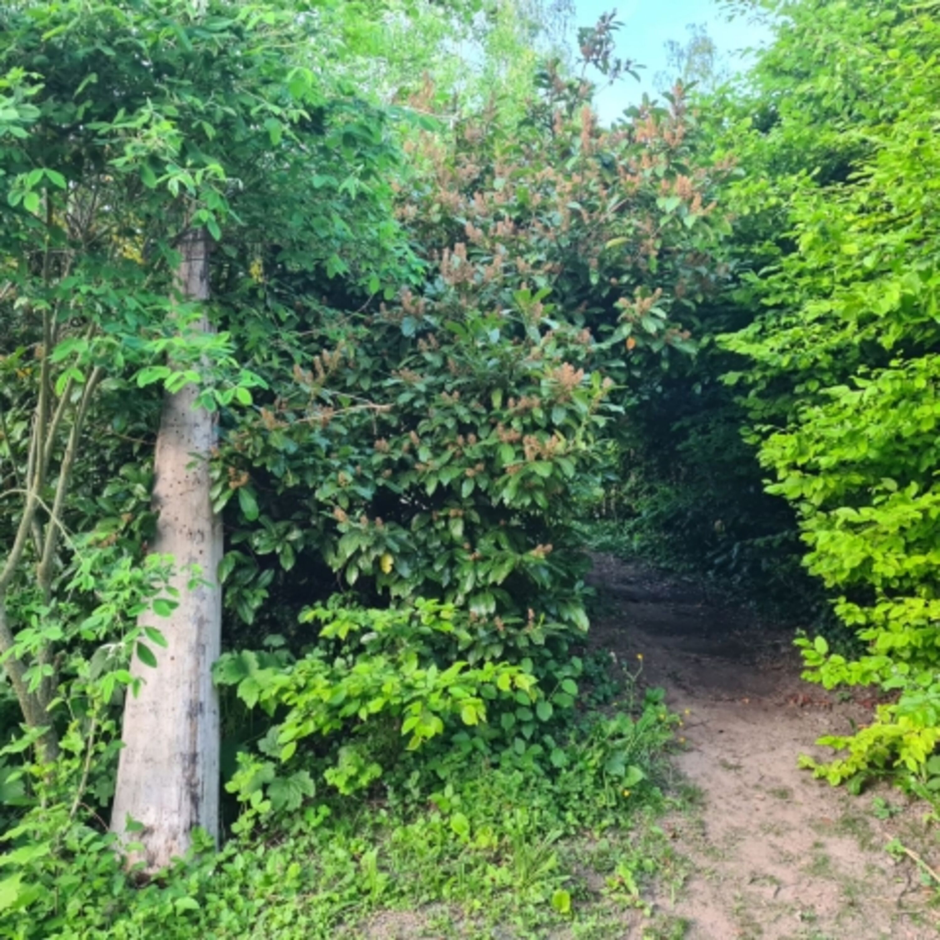 wilder Gartenweg