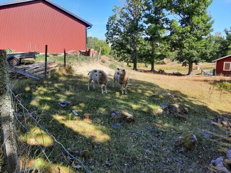 Über den Hof des Nachbarn, vorbei an seinen Schafen kommt man zum See