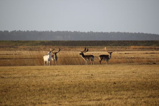 der weiße Hirsch vom Zingst