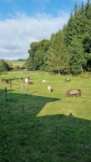 Blick auf die Ponys und Esel.