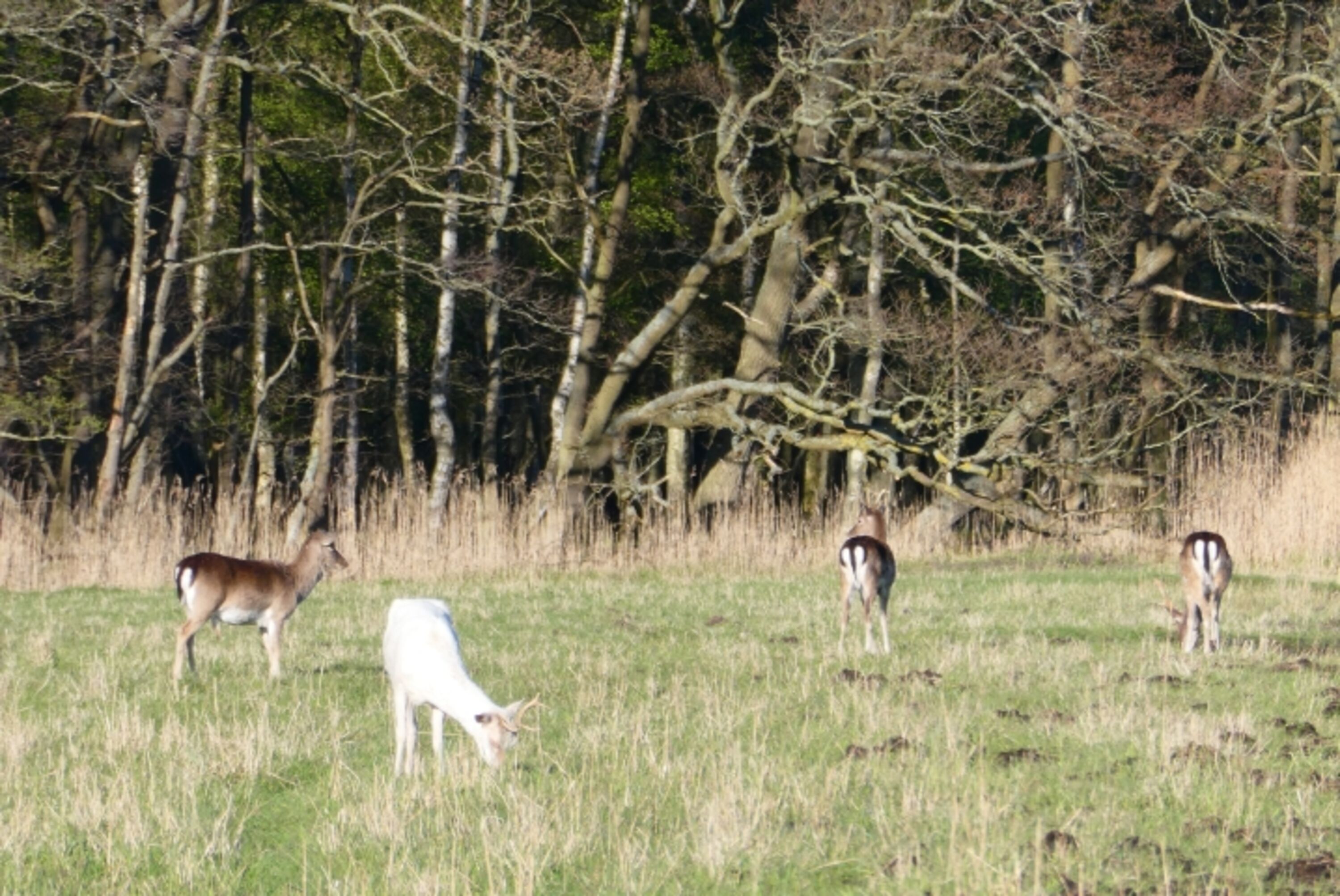 der weiße Hirsch