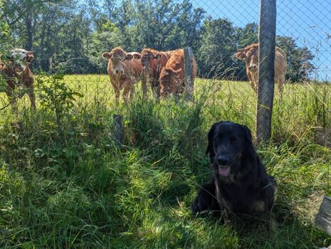 manchmal gibt es Besuch von den Nachbarn