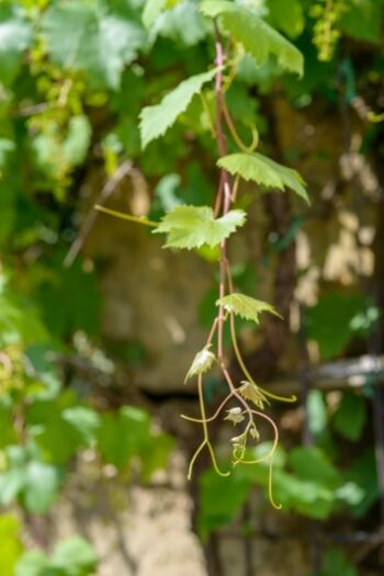 an der Weinrebe dürfen die Gäste sich bedienen.