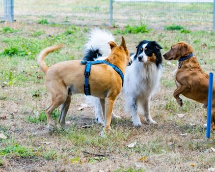 Unser Freilaufgelände