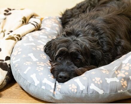 Hunde fühlen sich wohl in der Wern's Mühle