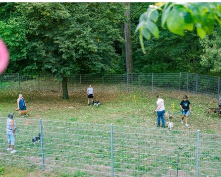 Training in der Hundeschule