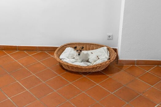 Hunde sind herzlich willkommen!