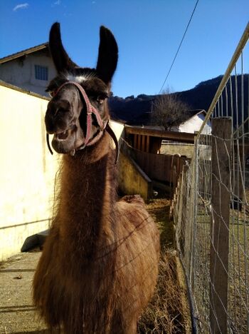 Namensgeber Lama Konstantin