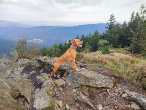 tolle Wandertouren auch für die Vierbeiner