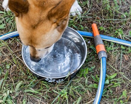 Näpfe und Körbchen sind auf den Zimmern vorhanden