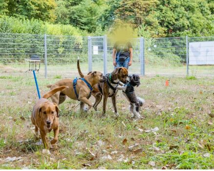 Gerne können Sie auch an den Trainings der Hundeschule teilnehmen