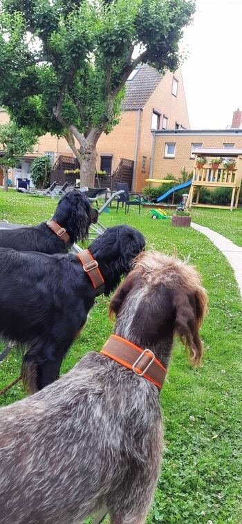 Hundekino mit Kanninchen