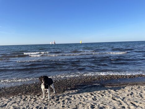 Am Hundestrand in Ost