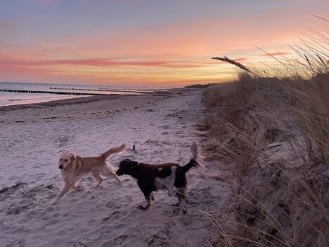 Hundebegegnung am Strand in Kühlungsborn