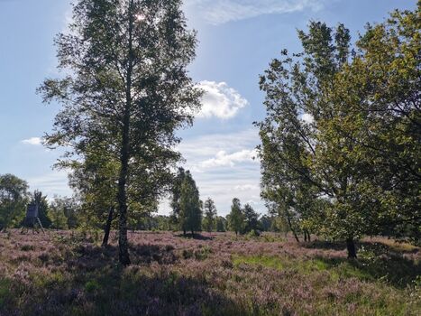 Heidefläche in der Umgebung 