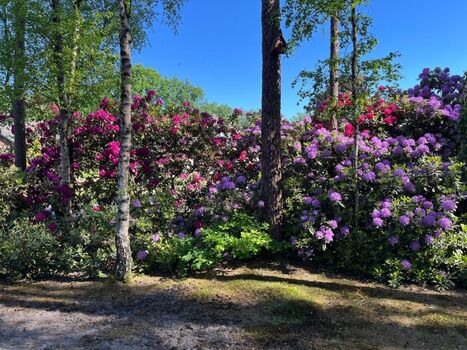 Vorgarten zur Blütezeit im Frühjahr 